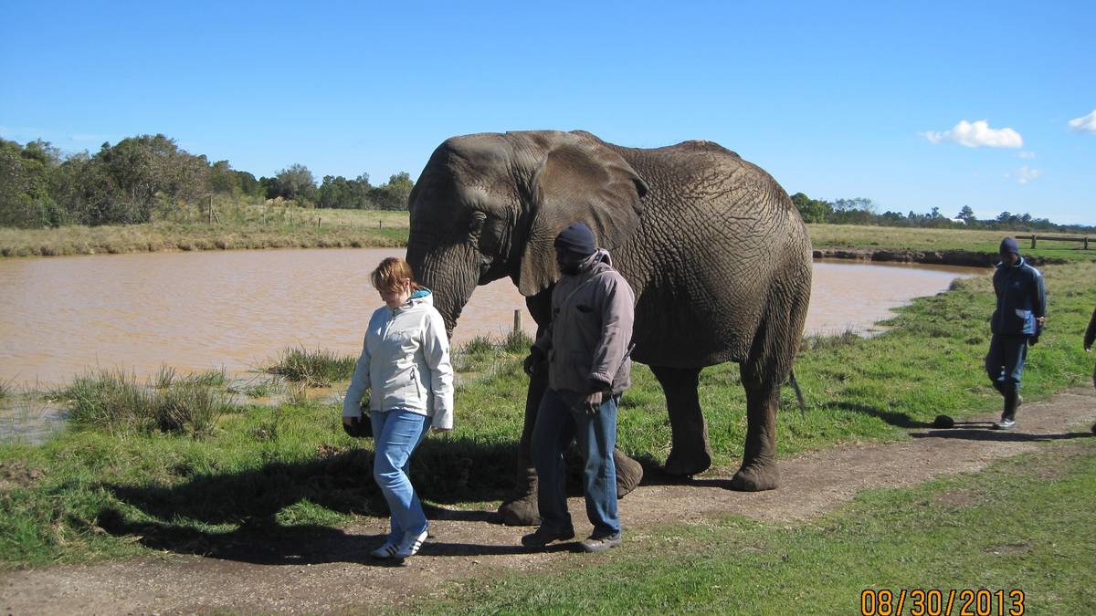 Spaziergang und Fütterung von Elefanten in Plettenberg Bay