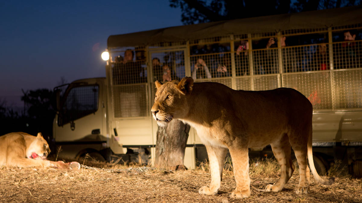 2-stündige Mini-Safari-Tour mit zusätzlicher Löwenfütterung in Broederstroom