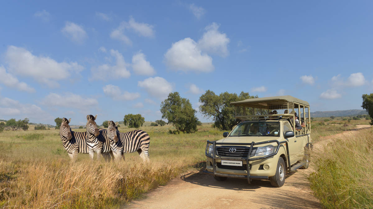 3-stündige geführte Safarifahrt in Broederstroom