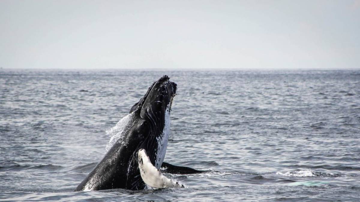 Beobachten Sie Wale in Hermanus – Rückfahrt ab Kapstadt