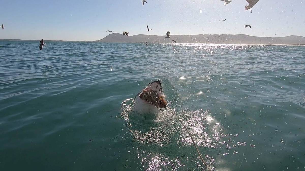 Hai-Käfig-Tauchen in Van Dyk’s Bay (Hin- und Rücktransfer ab Kapstadt)